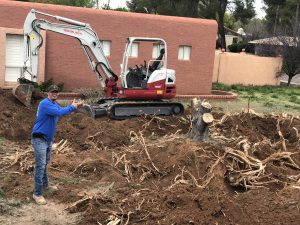 roots in septic system sewer lines