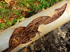 roots in a sewer line phoenix az