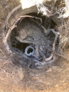 root invasion septic system